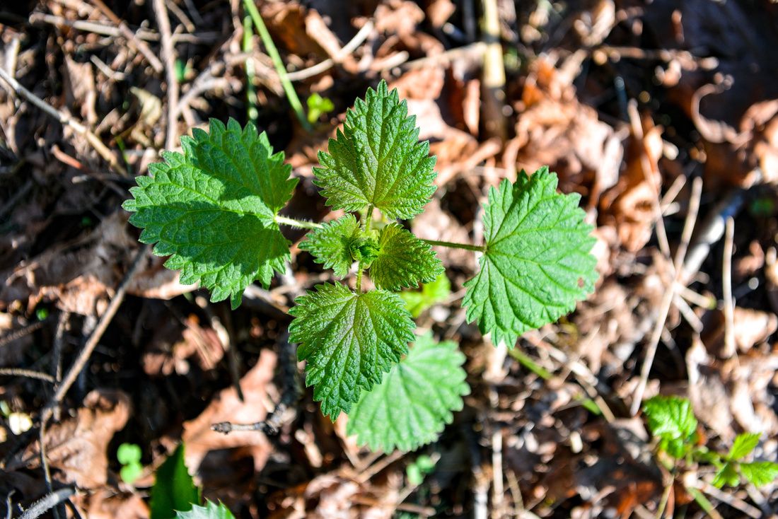 FRESH NETTLES GROWING-1