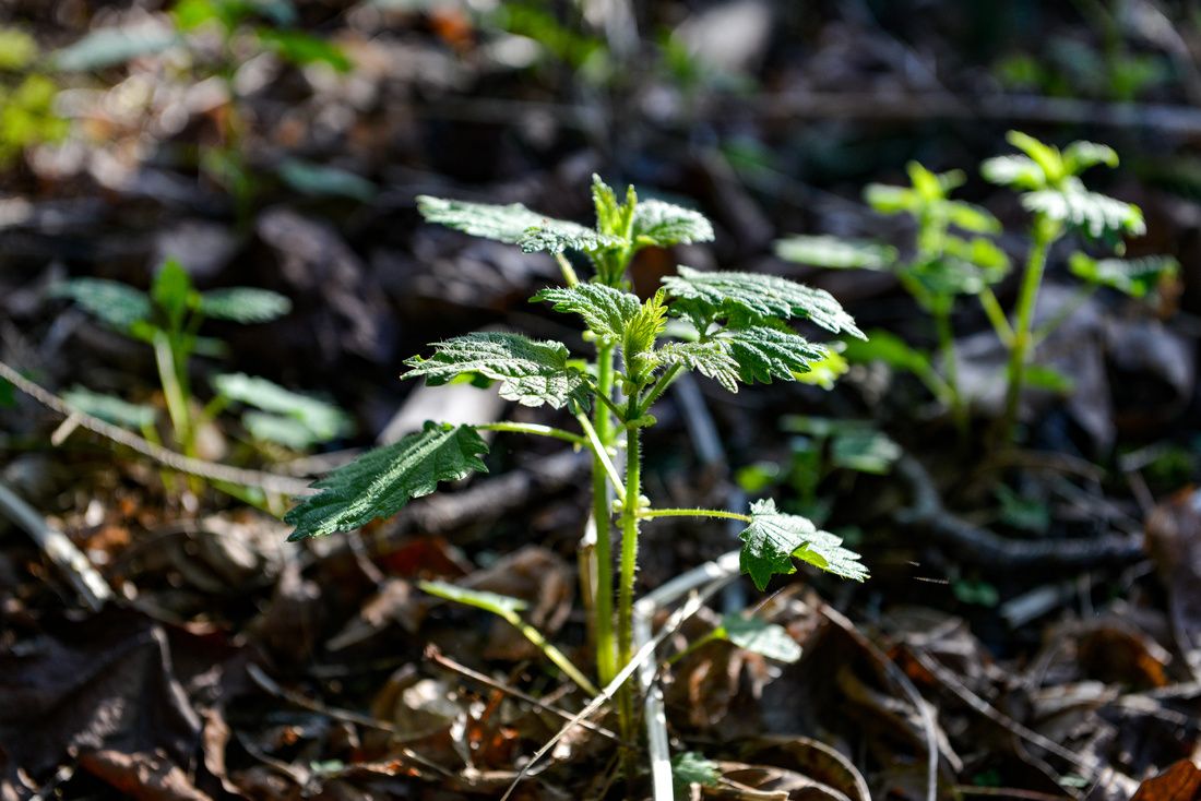 FRESH NETTLES GROWING-2