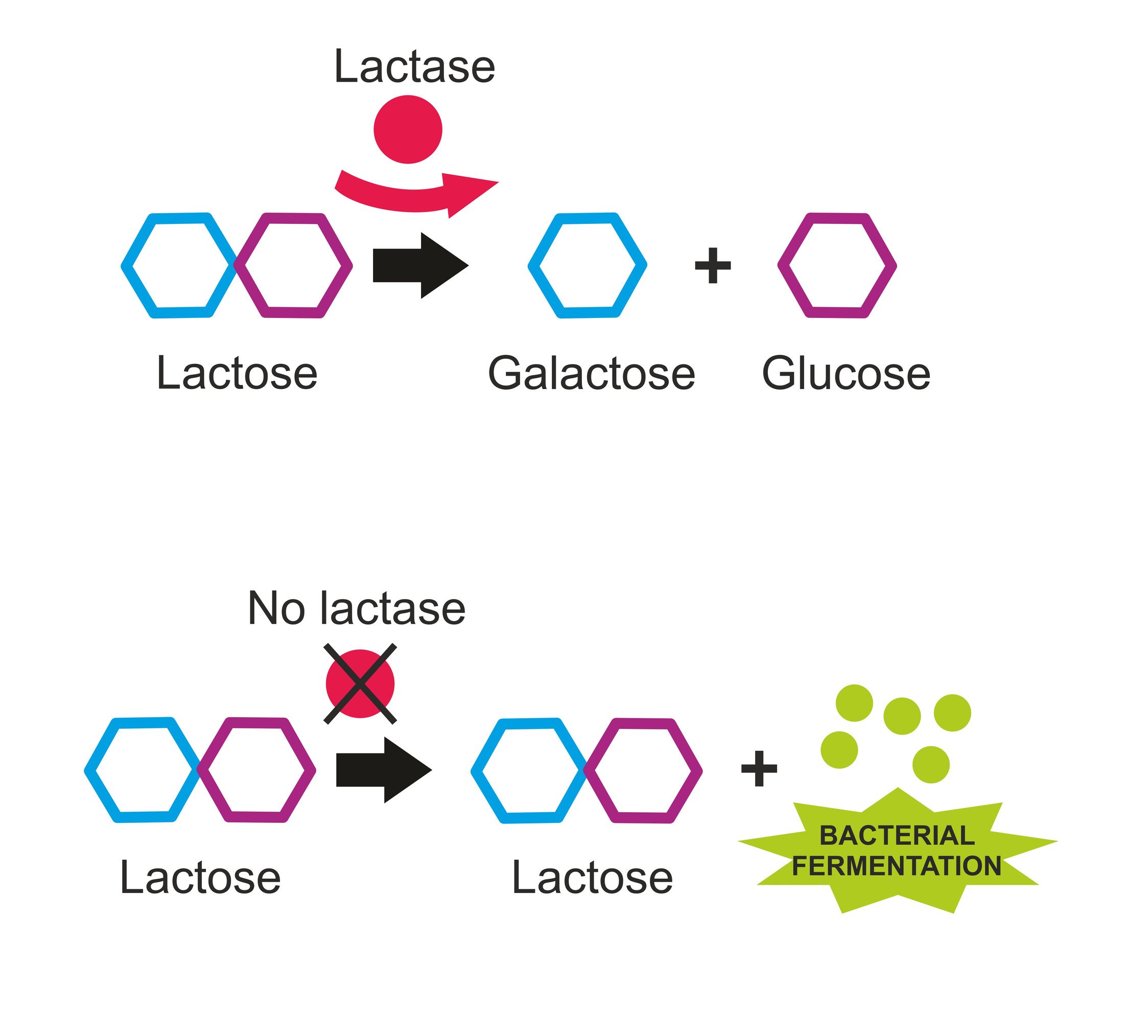 LACTOSE DIGESTION-1