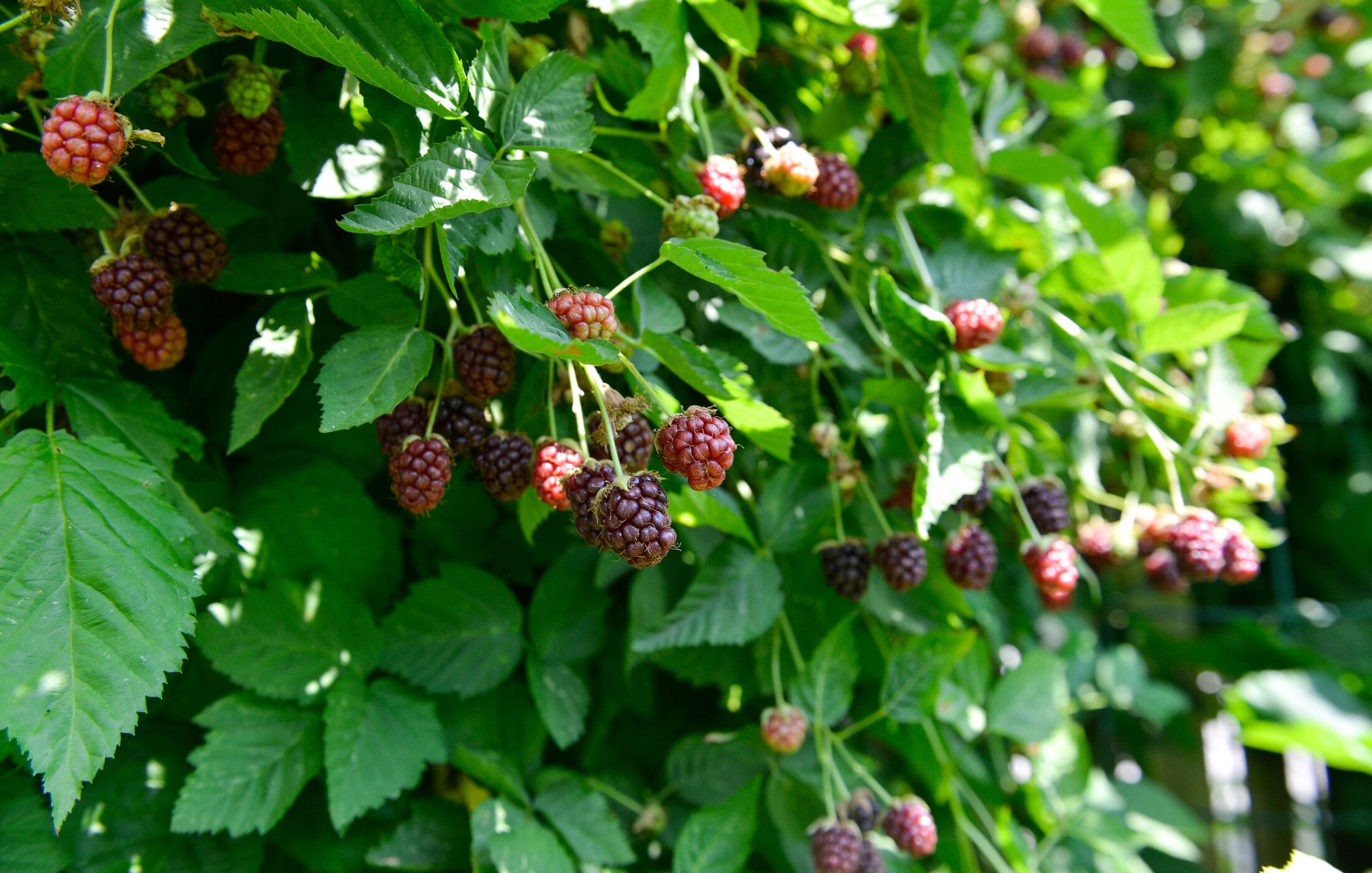 BLACKBERRIES GROWING IN GARDEN-1