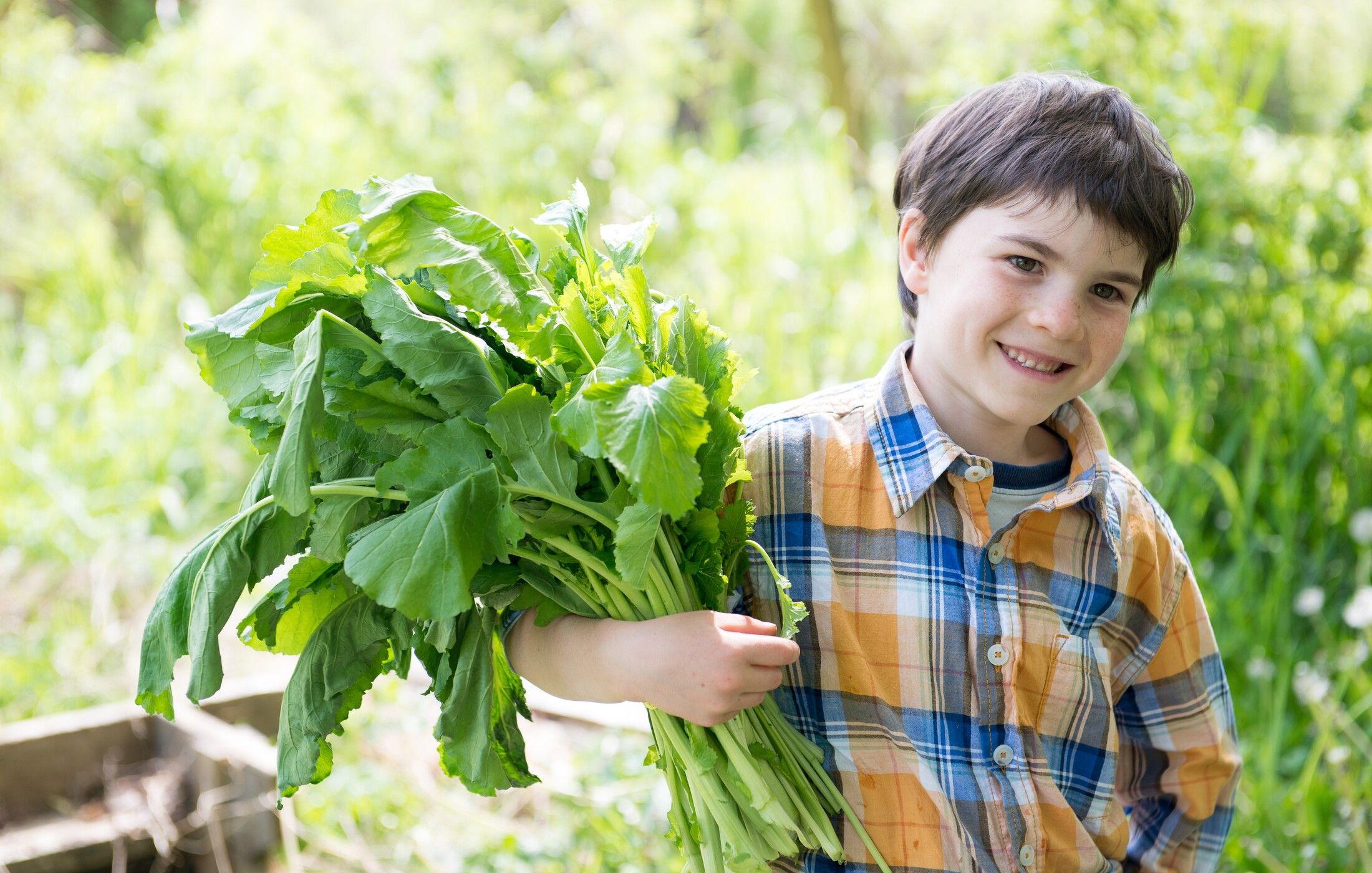 Fresh Mustard Greens