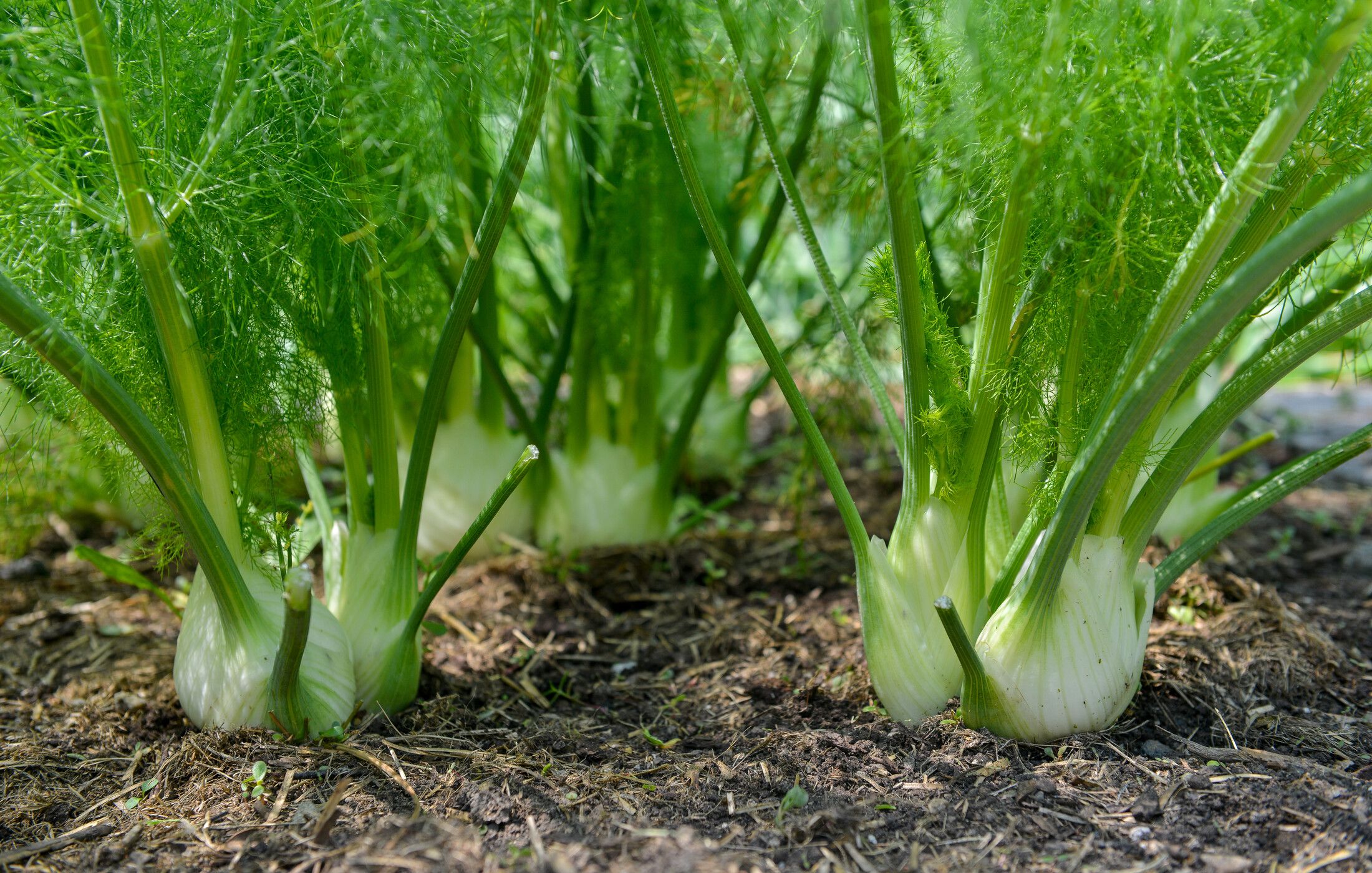 FENNEL GROWING IN GARDEN