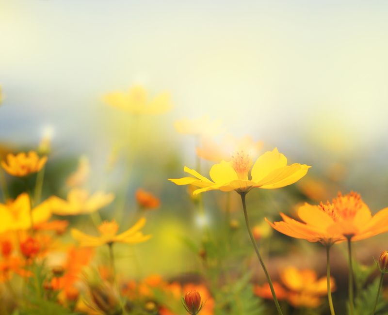 YELLOW FLOWERS