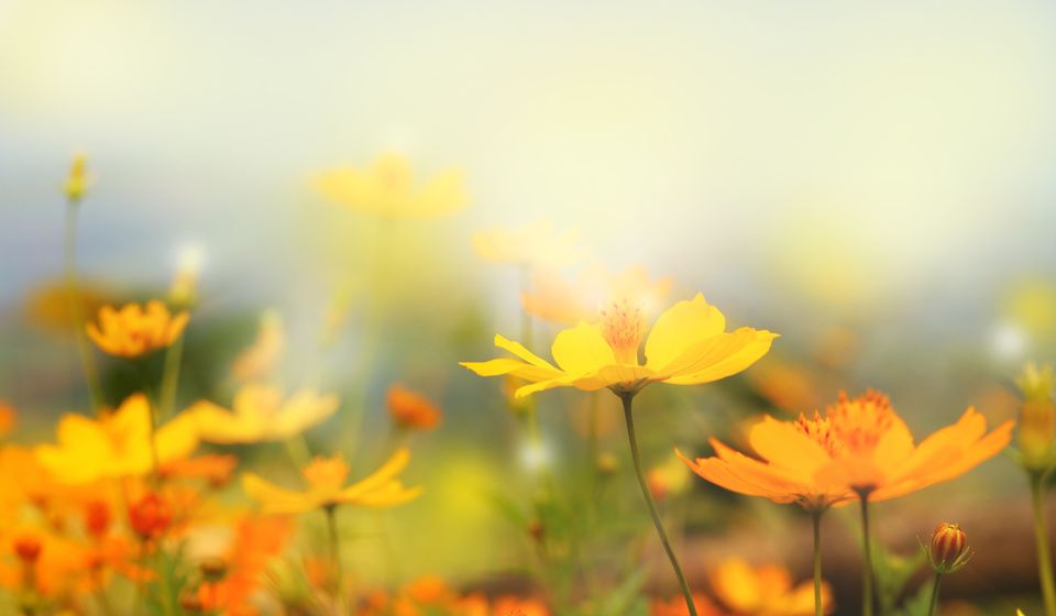 YELLOW FLOWERS